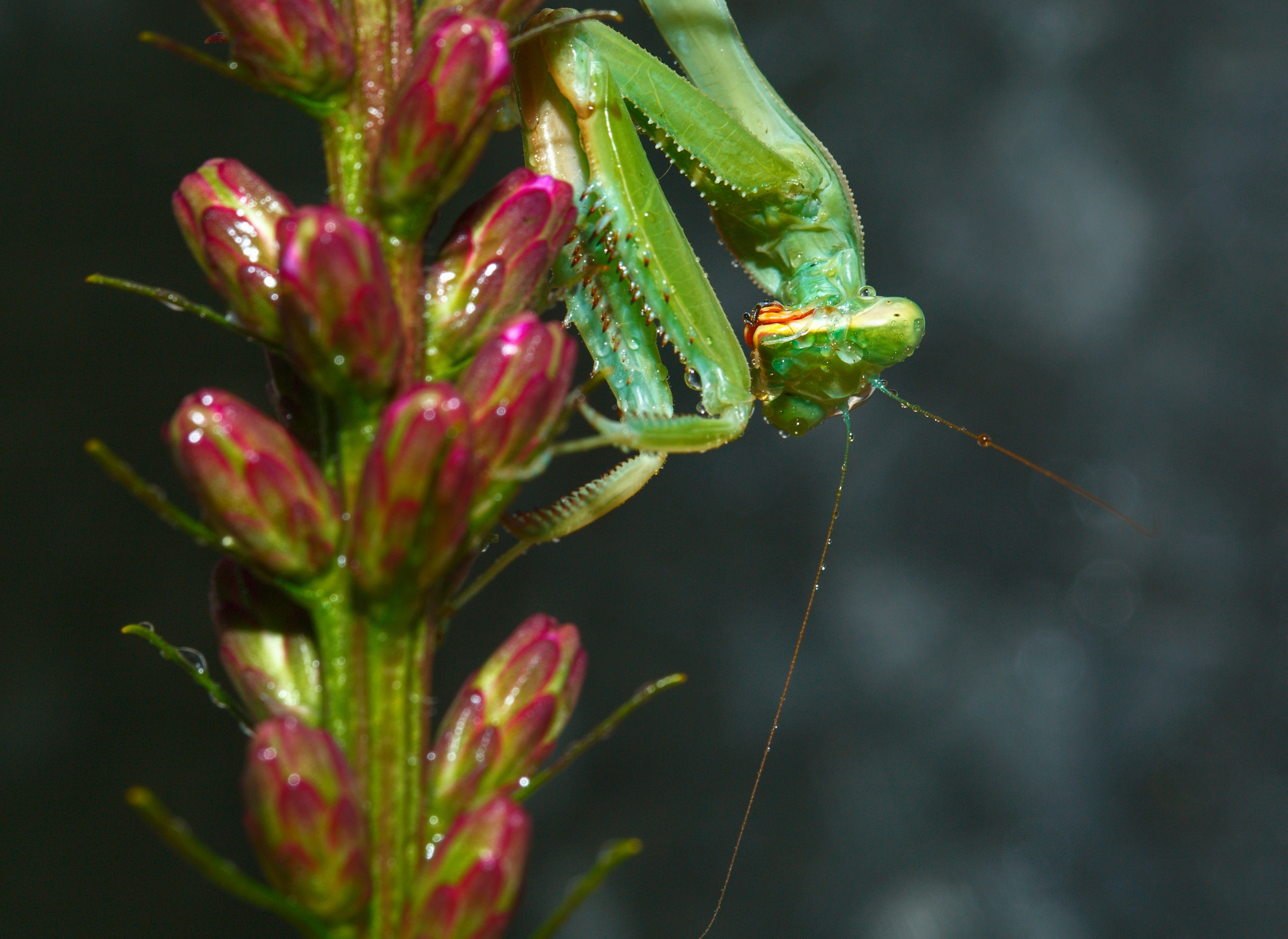 green praying mantis on purple flower